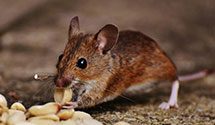 24 Hour & Emergency Exterminators in Culver City, CA